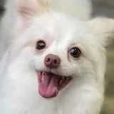 Con Lừa Wibu | Youtube